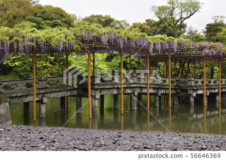 京都Sendong宮南池塘Yatsuhashi和紫藤 56646369