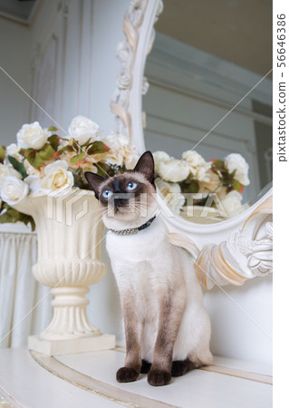 two color cat without tail Mekong Bobtail breed with jewel precious necklace of pearls around neck 56646386