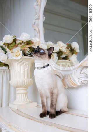 two color cat without tail Mekong Bobtail breed with jewel precious necklace of pearls around neck two color cat without tail Mekong Bobtail breed with jewel precious necklace of pearls around neck 56646390
