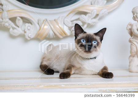 two color cat without tail Mekong Bobtail breed with jewel precious necklace of pearls around neck two color cat without tail Mekong Bobtail breed with jewel precious necklace of pearls around neck 56646399