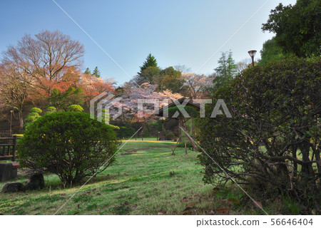 公園櫻桃和植物 公園櫻桃和植物 56646404