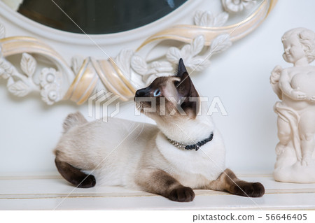 two color cat without tail Mekong Bobtail breed with jewel precious necklace of pearls around neck 56646405