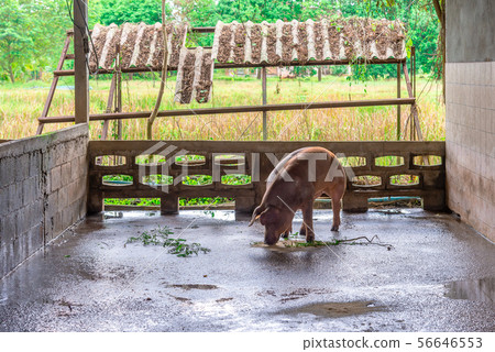 Breeder red pigs on a farm Breeder red pigs on a farm 56646553