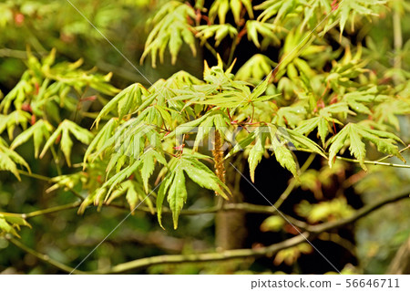 樹：日本楓樹，楓樹家庭 56646711