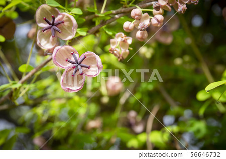 令人毛骨悚然的藤蔓和鮮花 56646732