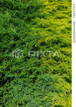 Conifer: ground cover 56647435