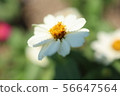 Summer flower 56647564