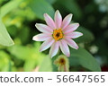 Summer flower 56647565