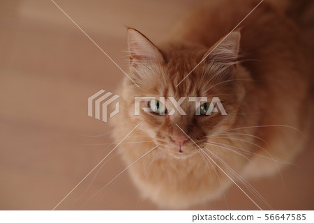 茶老虎 56647585