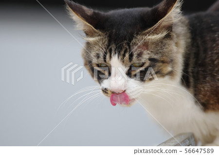 貝洛出貓 貝洛出貓 56647589