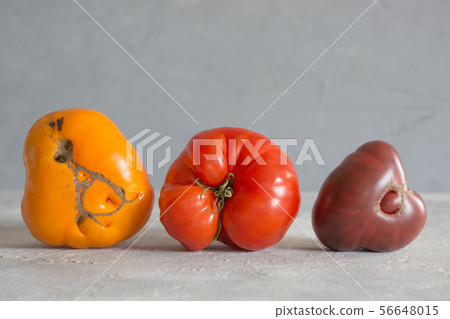 Ugly organic colorful tomatoes on grey. Ugly organic colorful tomatoes on grey. 56648015
