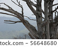 Deogyusan Ancient Tree 56648680