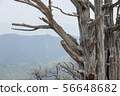 Deogyusan Ancient Tree 56648682