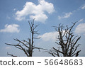 Deogyusan Ancient Tree 56648683