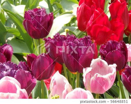 Red tulip 56648851