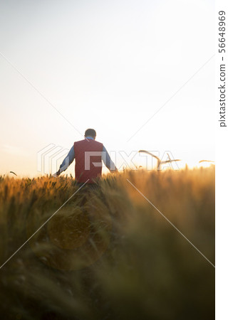 Male hand moving over wheat growing on the field. Field of ripe grain and man's hand touching wheat 56648969