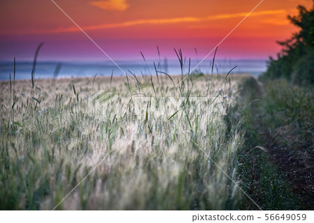 Landscape Of Green Wheat Field Under Scenic Summer Colorful Dramatic Sky In Sunset Dawn Sunrise Landscape Of Green Wheat Field Under Scenic Summer Colorful Dramatic Sky In Sunset Dawn Sunrise 56649059