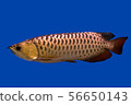 Arowana dragon fish 56650143