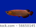 Arowana dragon fish 56650145