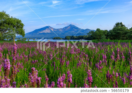 Blooming in Sugawara 56650179