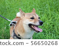 狗走在草地上 56650268