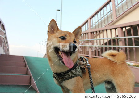 走在人行橋的狗 走在人行橋的狗 56650269