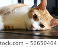 松貓（上） 56650464