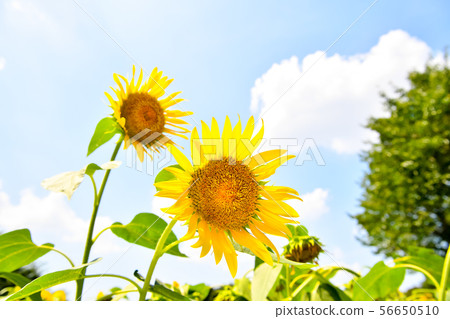 sunflower sunflower 56650510
