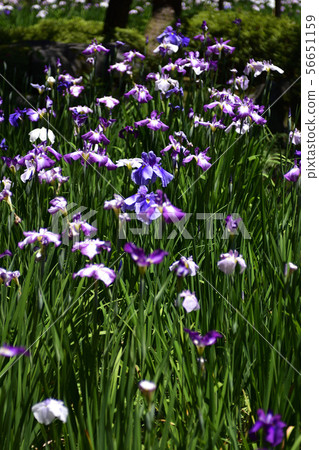 Heian Jingu Shrine Shrine iris 56651159