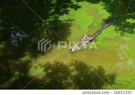 Alligator head above the surface 56651391