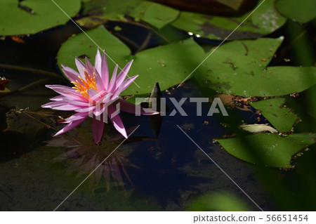 Heian Jingu Shrine Heian Jingu Shrine 56651454