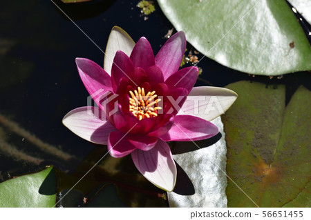 平安神宮 56651455