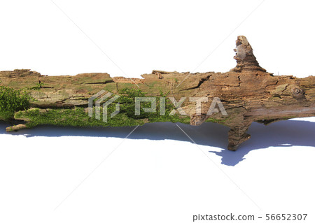 Branches and moss 56652307