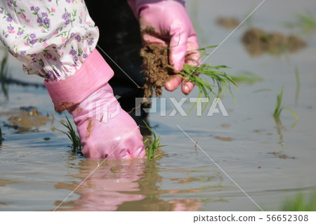 Rice planting 56652308