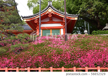 八坂神社Nishiromon Satsuki 八坂神社Nishiromon Satsuki 56652329