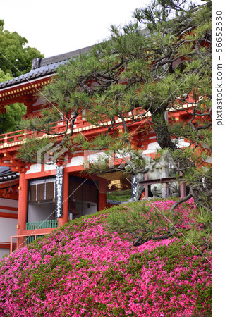 Yasaka Shrine Nishiromon Satsuki 56652330