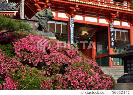 八坂神社Nishiromon Satsuki 56652342