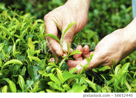 Tea picking work, farm work, 88th day after the beginning of spring, tea pickers, image material Tea picking work, farm work, 88th day after the beginning of spring, tea pickers, image material 56652440