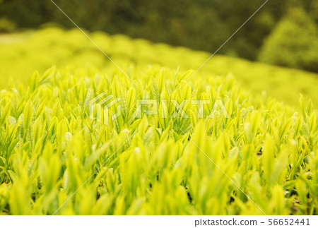 Tea plantation landscape, eighteen nights, tea picking image material Tea plantation landscape, eighteen nights, tea picking image material 56652441