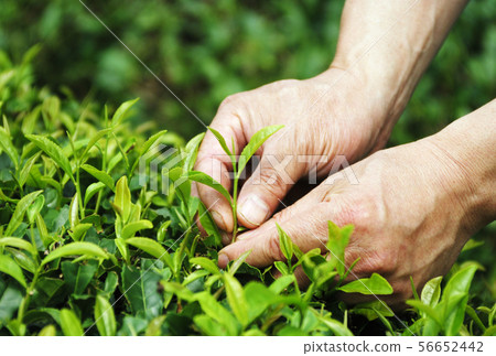 採茶工作，茶芽，農活，第88夜，圖像素材 56652442