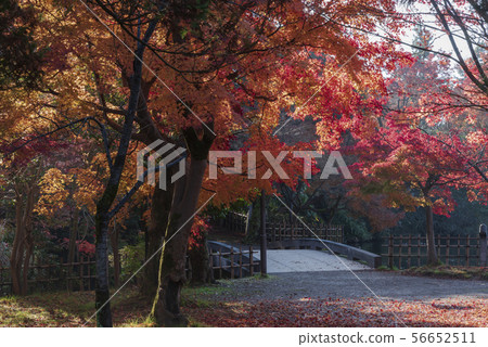 Late autumn garden 56652511