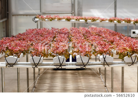 Vegetable hydroponics cultivation Vegetable hydroponics cultivation 56652610