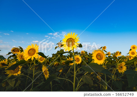 開花在向日葵小山的向日葵 56652749