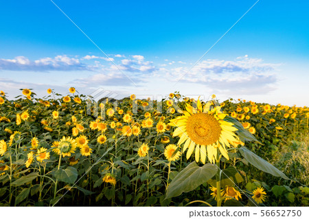 開花在向日葵小山的向日葵 開花在向日葵小山的向日葵 56652750
