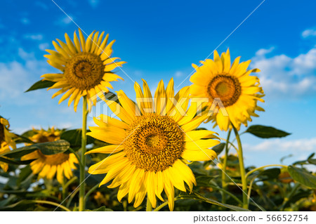 開花在向日葵小山的向日葵 56652754