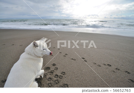 Dog and sea 56652763