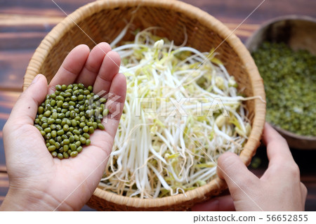 Woman hand, bean sprouts germinate of green bean 56652855