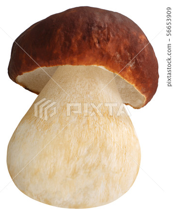 Cep porcino b. edulis mushroom, paths 56653909