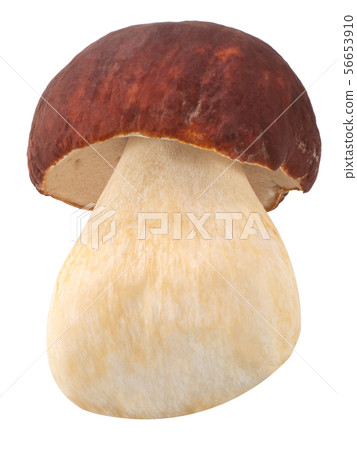 Cep porcino b. edulis mushroom, paths 56653910