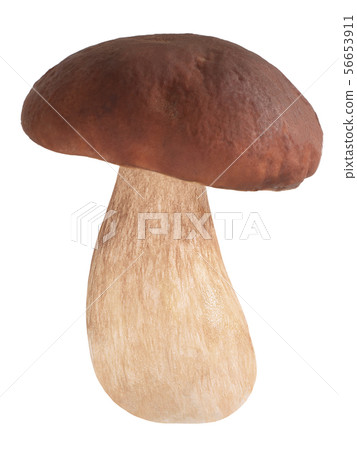 Cep porcino b. edulis mushroom, paths 56653911
